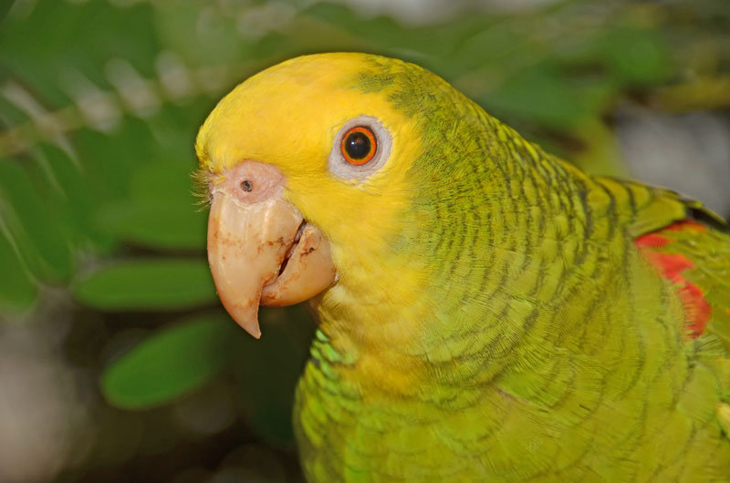 Das Bild zeigt eine geschützte Papageienart.